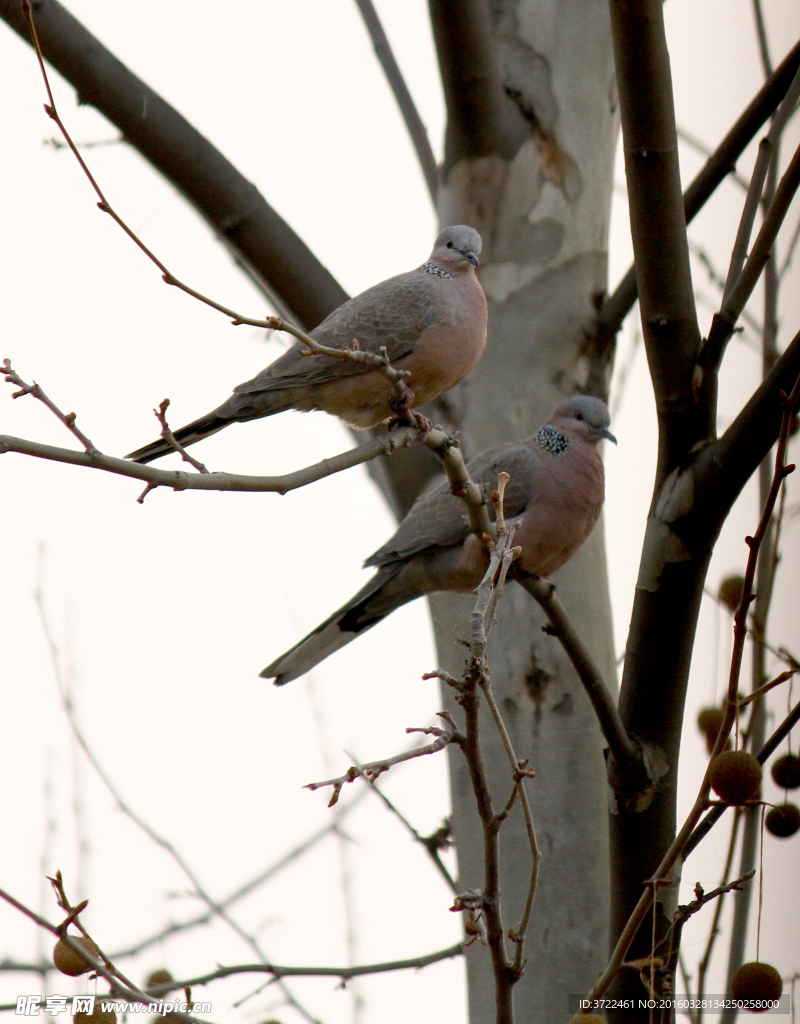 一对野鸽子