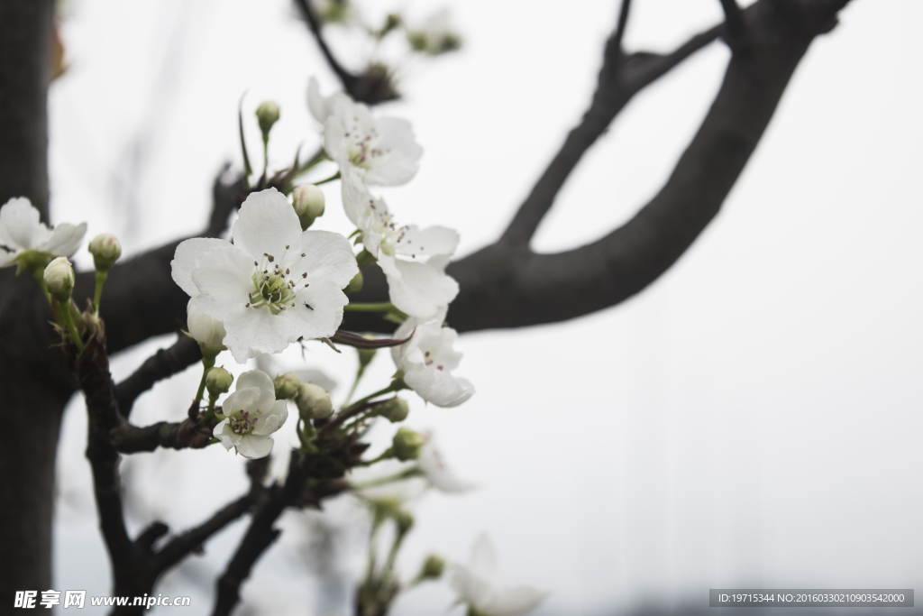 梨花照片