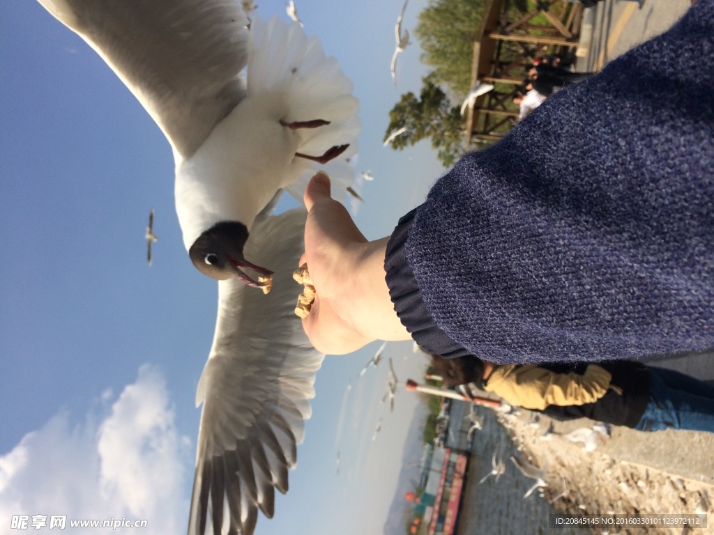 饲料海鸥