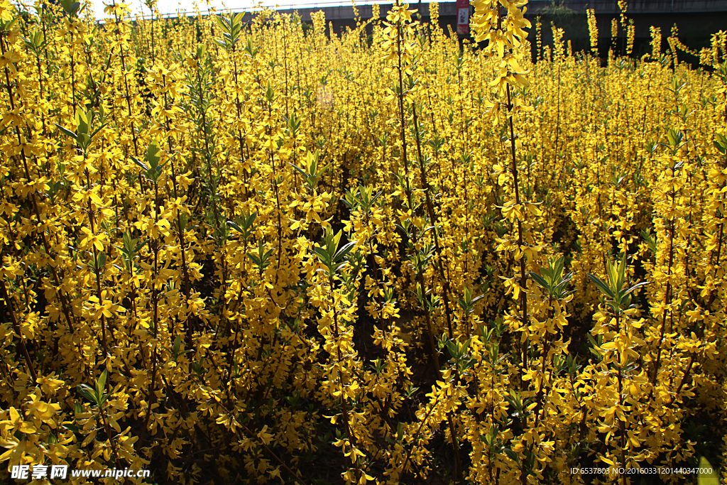 西安浐灞湿地公园迎春花