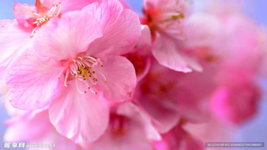 粉色樱花花朵