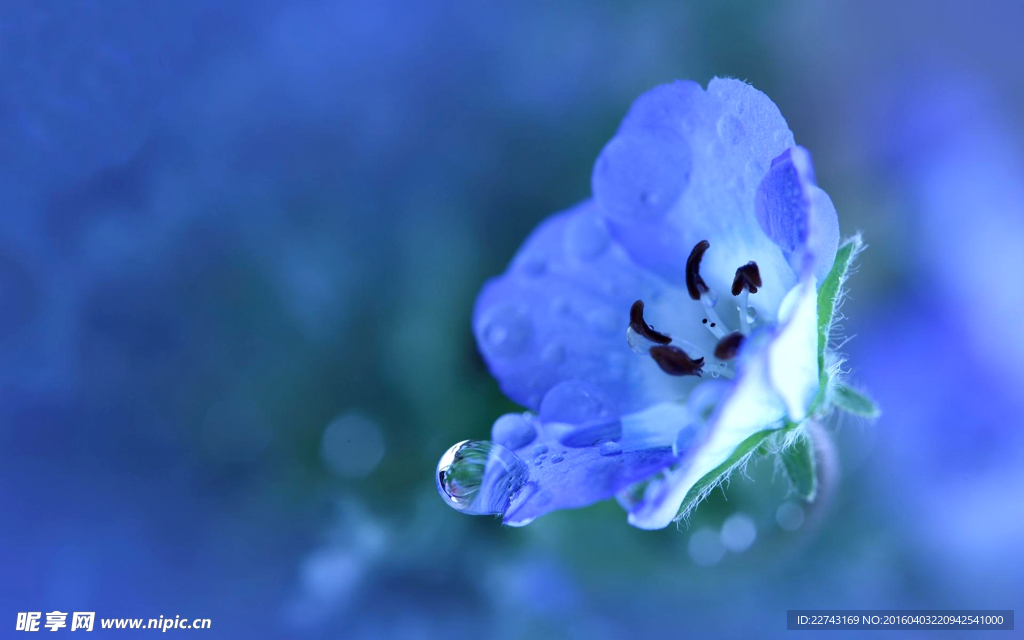 蓝色花朵