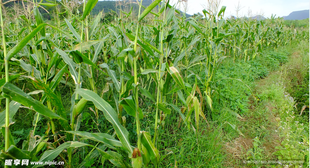 生态玉米种植