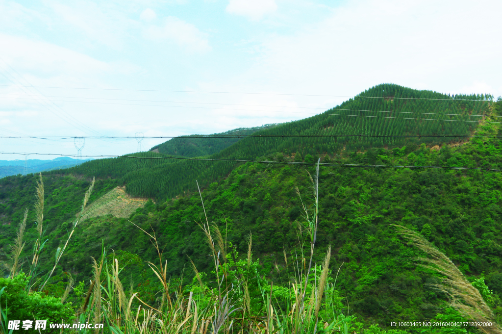森林生态 青山绿化