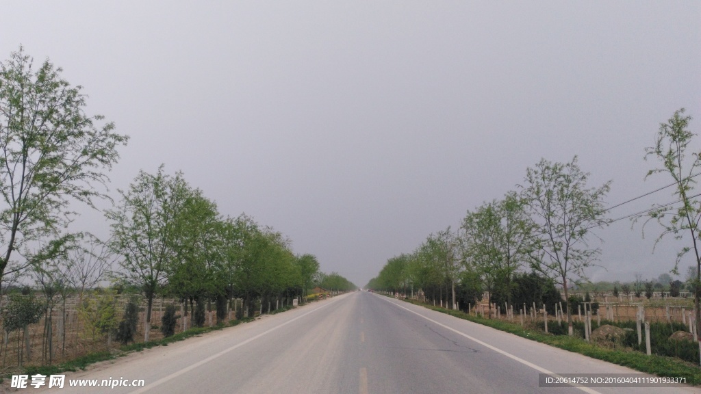 公路两边的柳树