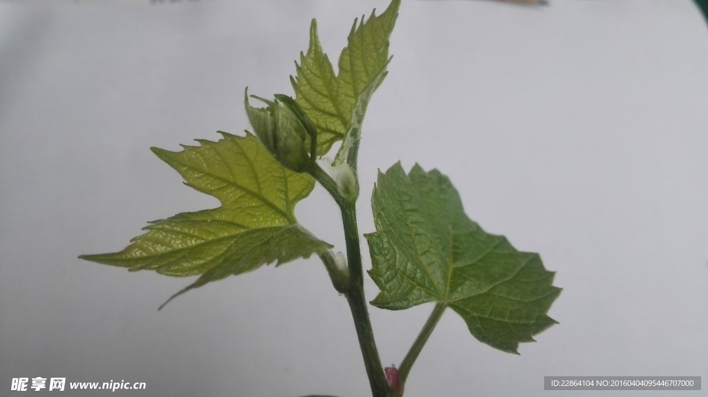 葡萄砧木贝达新生叶片