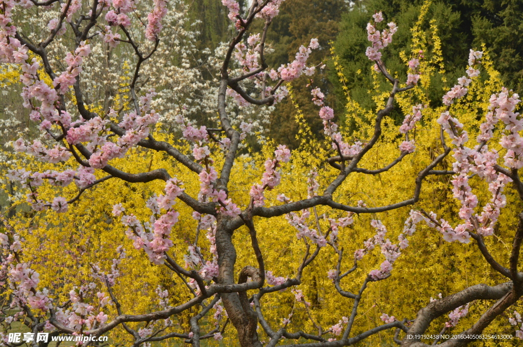 榆叶梅 花朵 花儿 花瓣 花骨