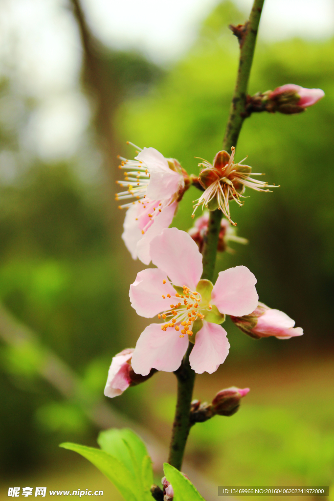 一枝桃花