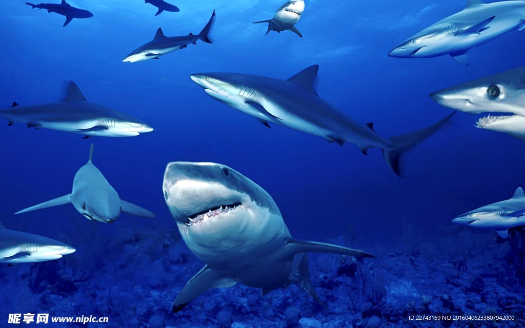 海底鲨鱼