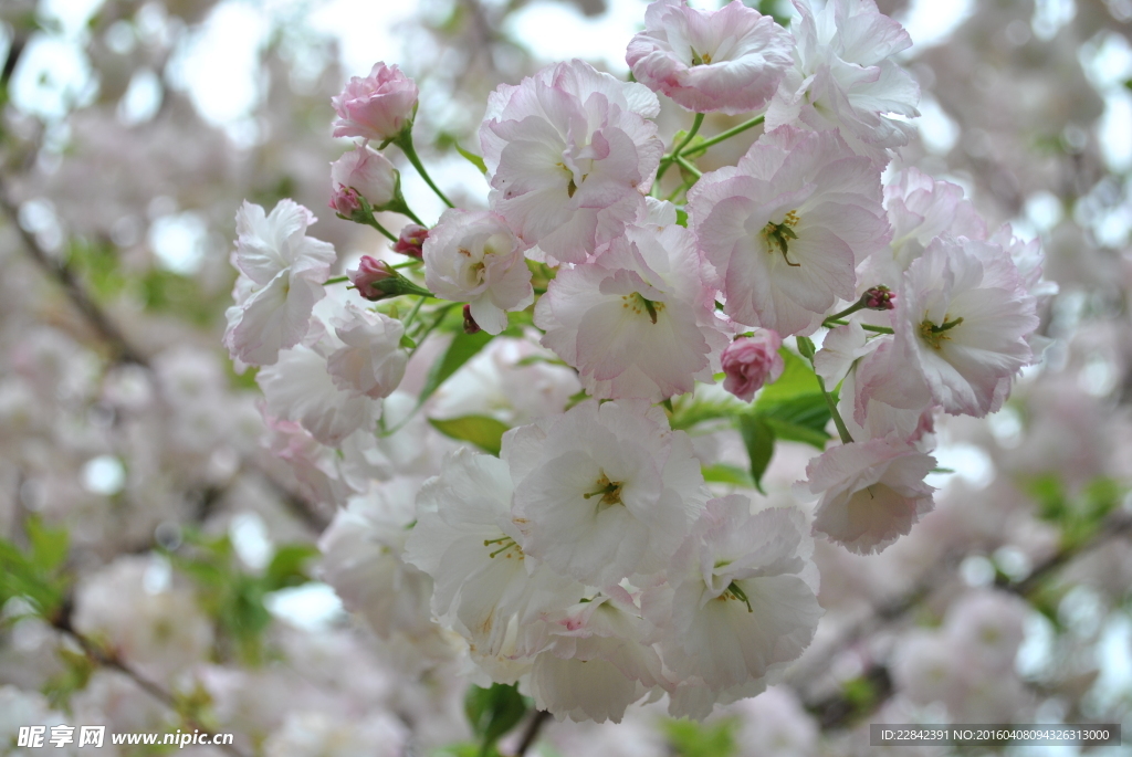 白色樱花