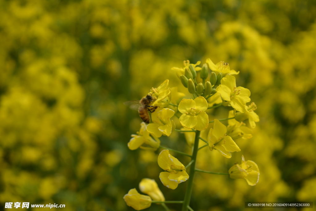 油菜花细节