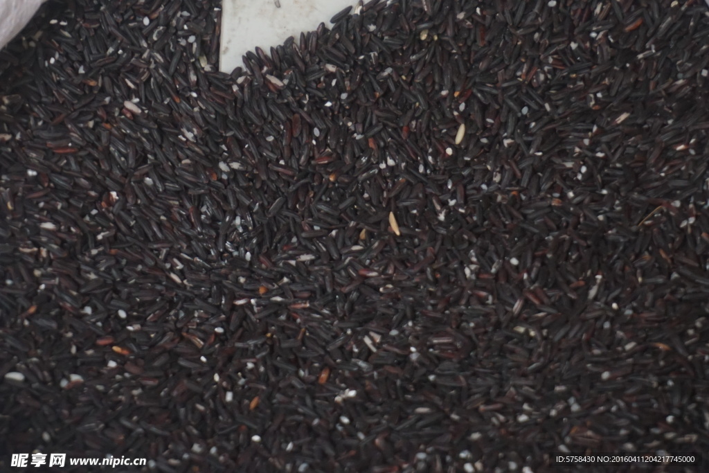 特级金牌黑糯米