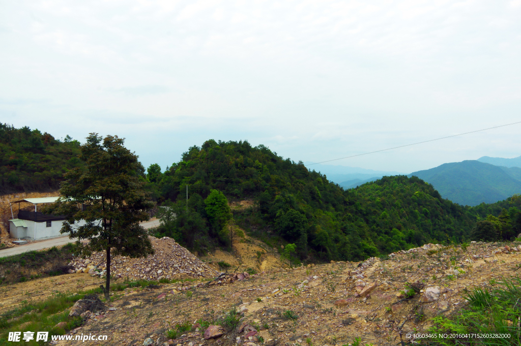 梅州茶田 茶山风光