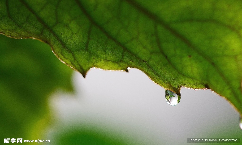 水滴 叶子
