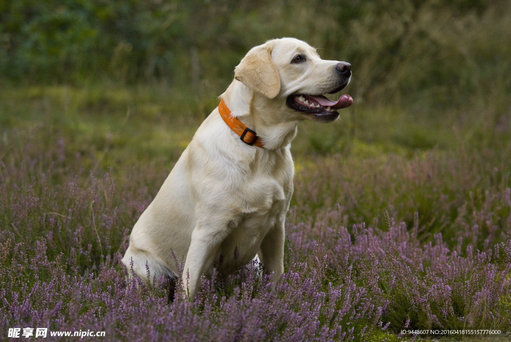 白色拉布拉多犬图片