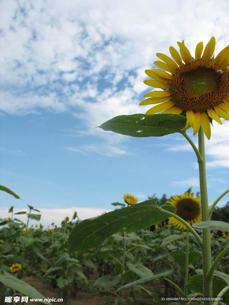 向日葵高清特写