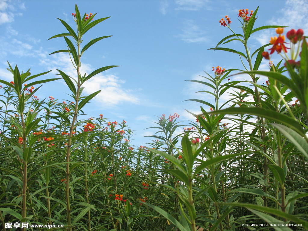植物鲜花风景特写