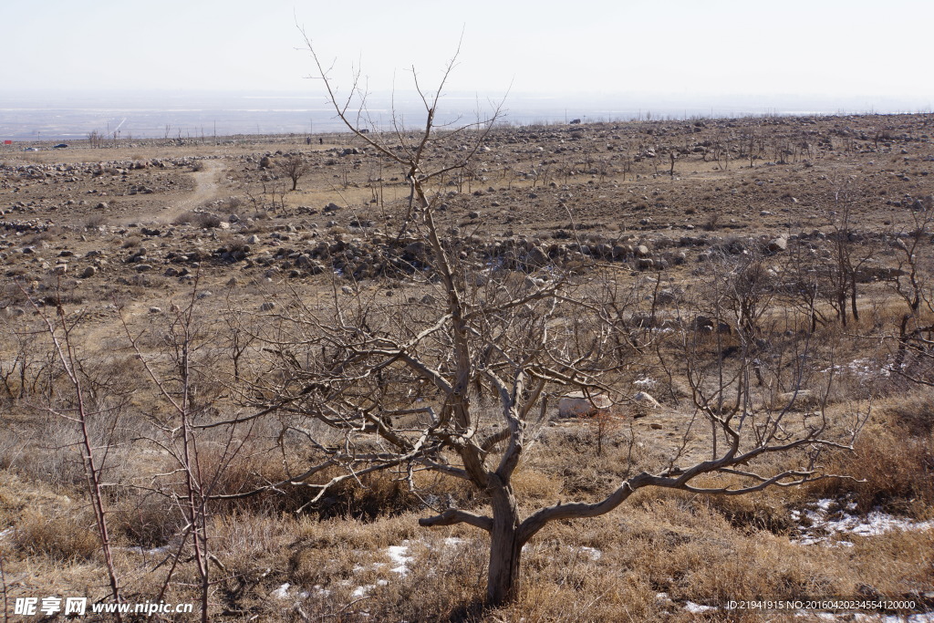 贺兰山枯树