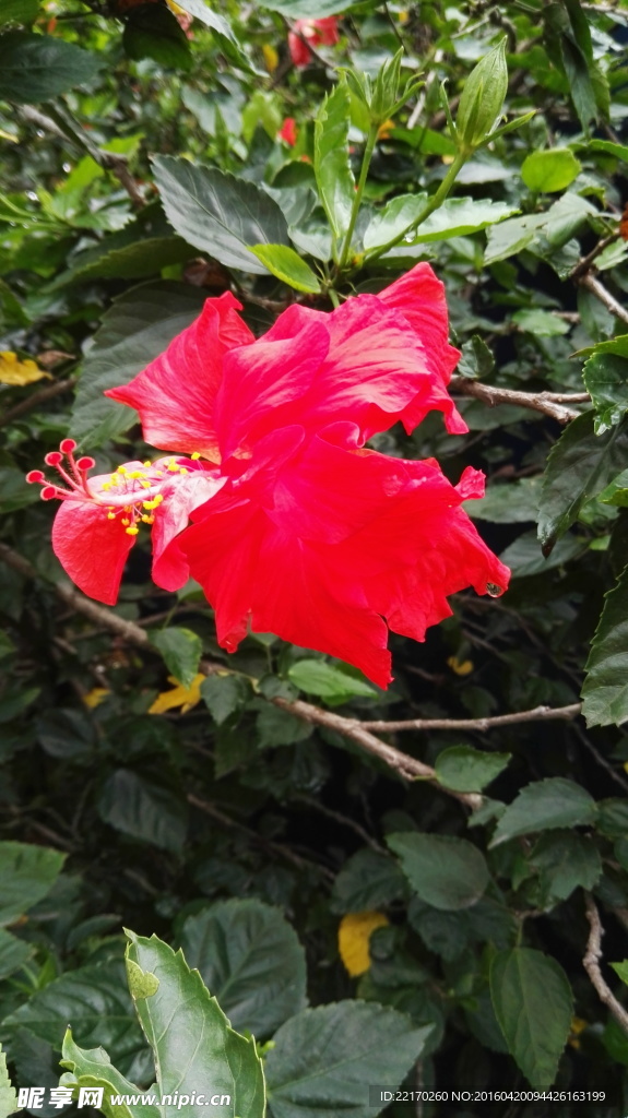 扶桑 朱槿 大红花