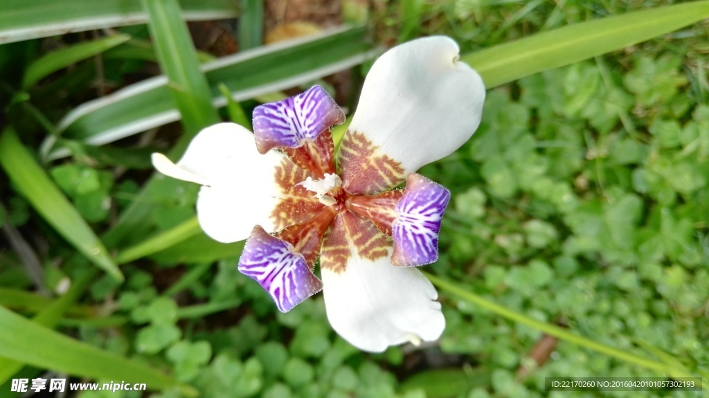 鸢尾 马蝶花 玉蝴蝶