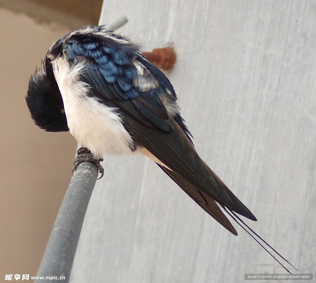 梳理羽毛的燕子