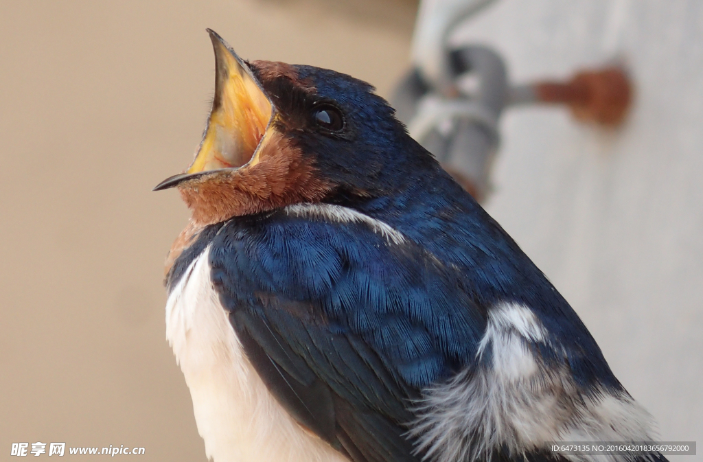 鸣叫的燕子特写