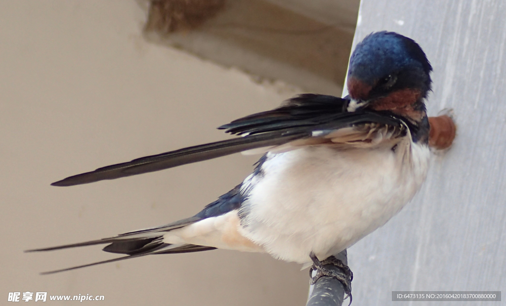 梳理羽毛的燕子