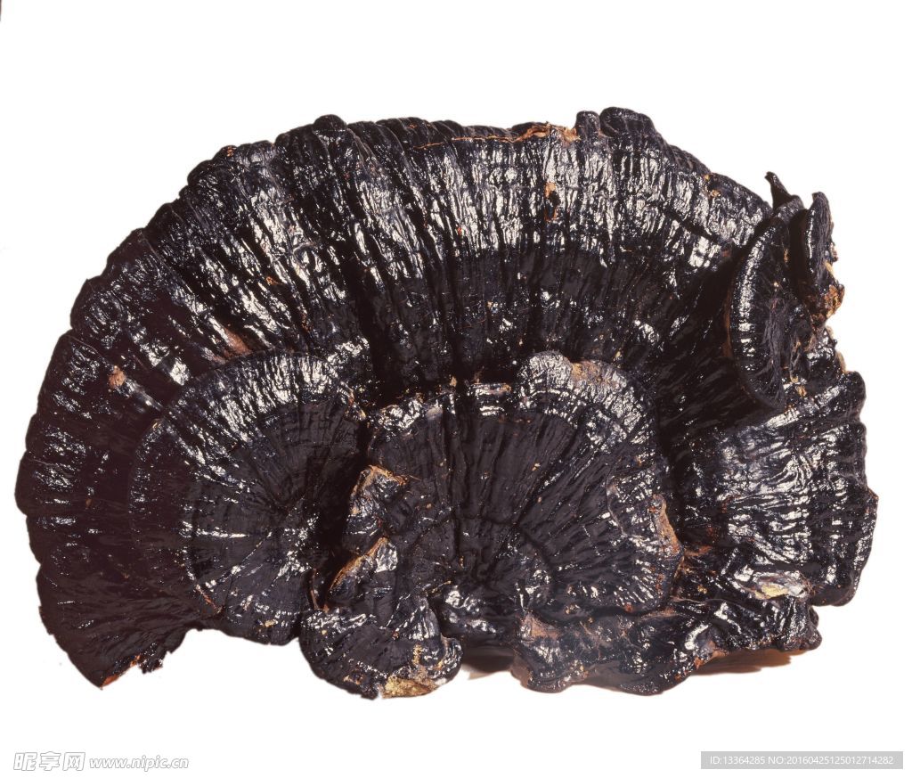 灵芝 天然 药材