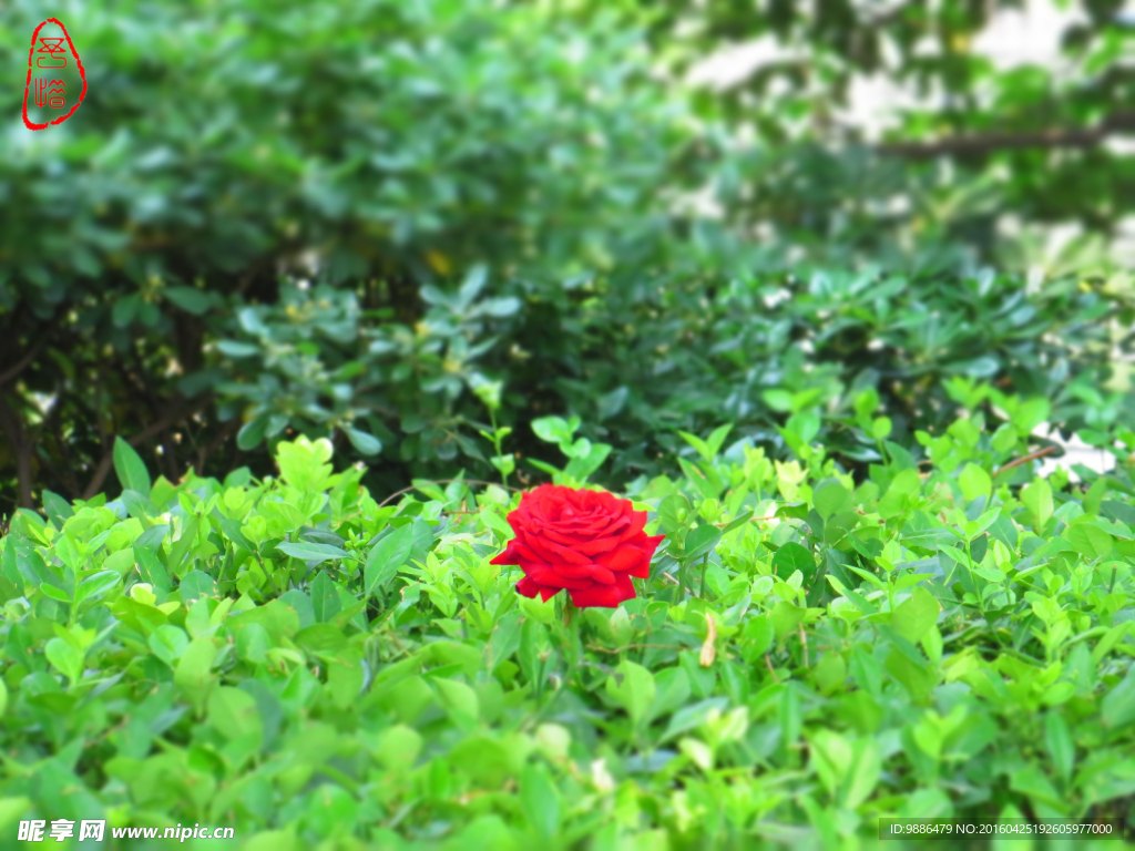 万绿丛中一点红