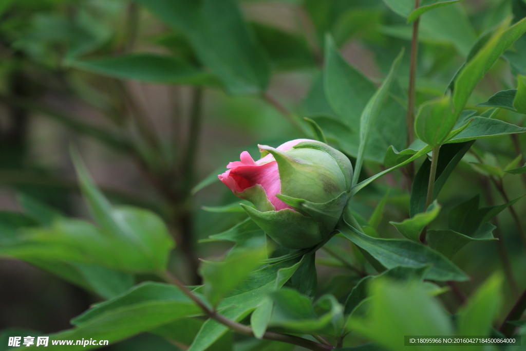 牡丹花苞