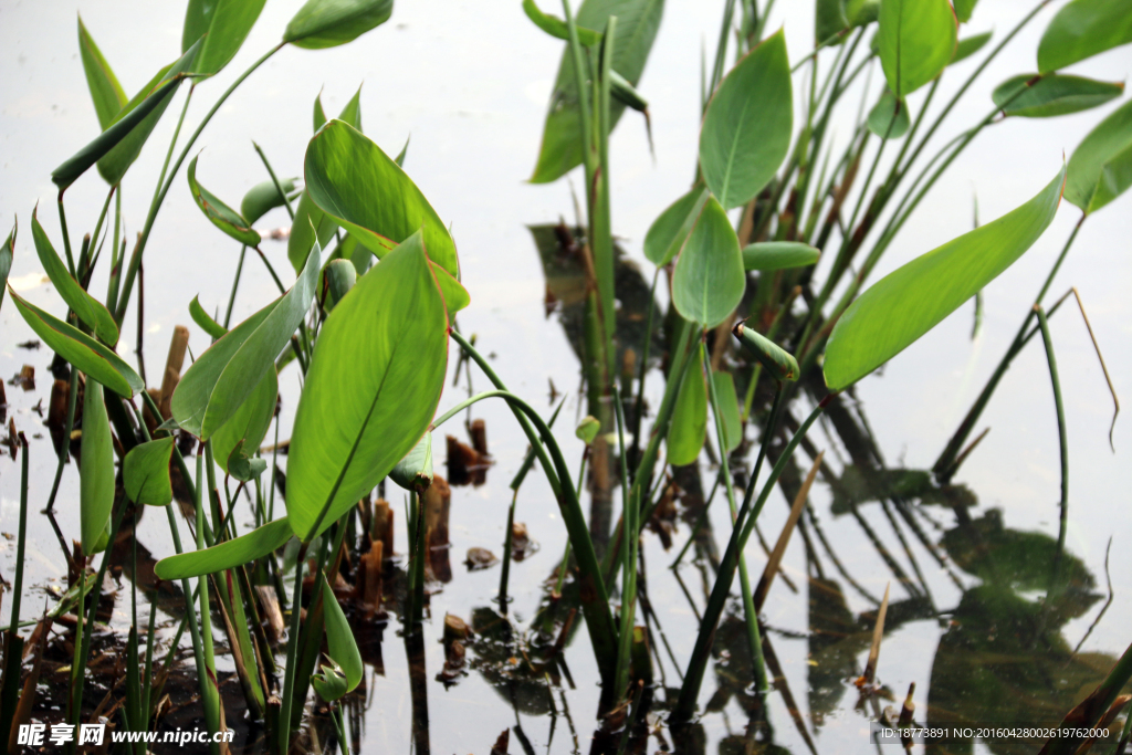 水生植物