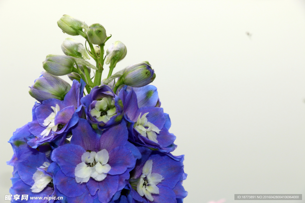 野芝麻花开正盛