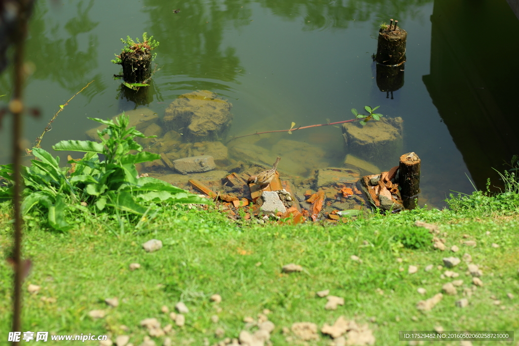 水池边的小麻雀