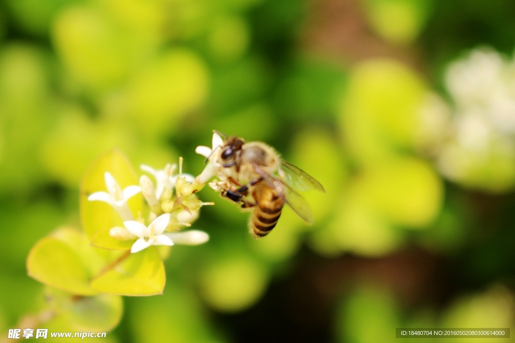 蜜蜂图片