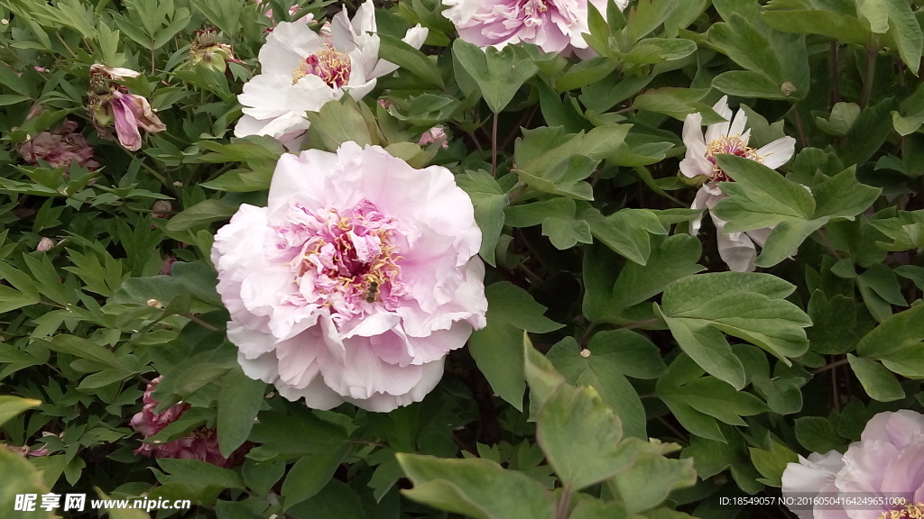 花开富贵之牡丹