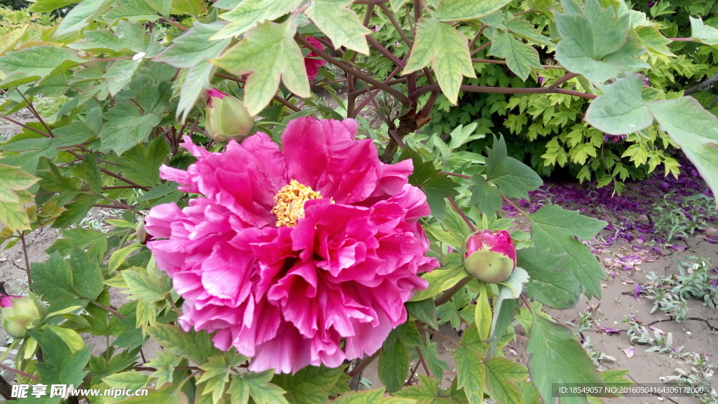 花开富贵之牡丹