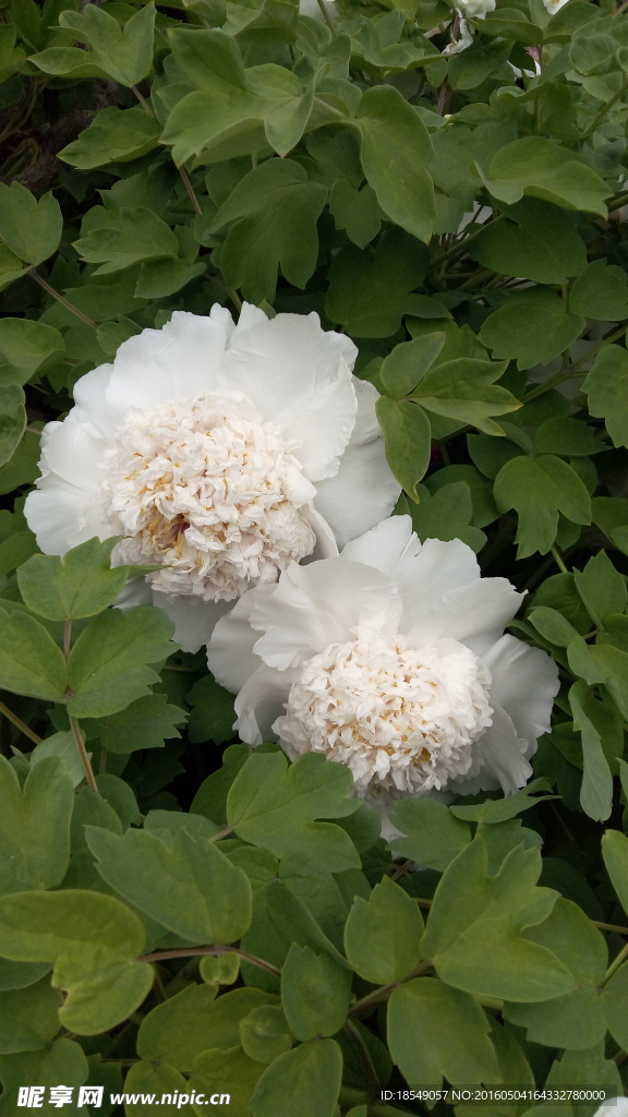 花开富贵之牡丹