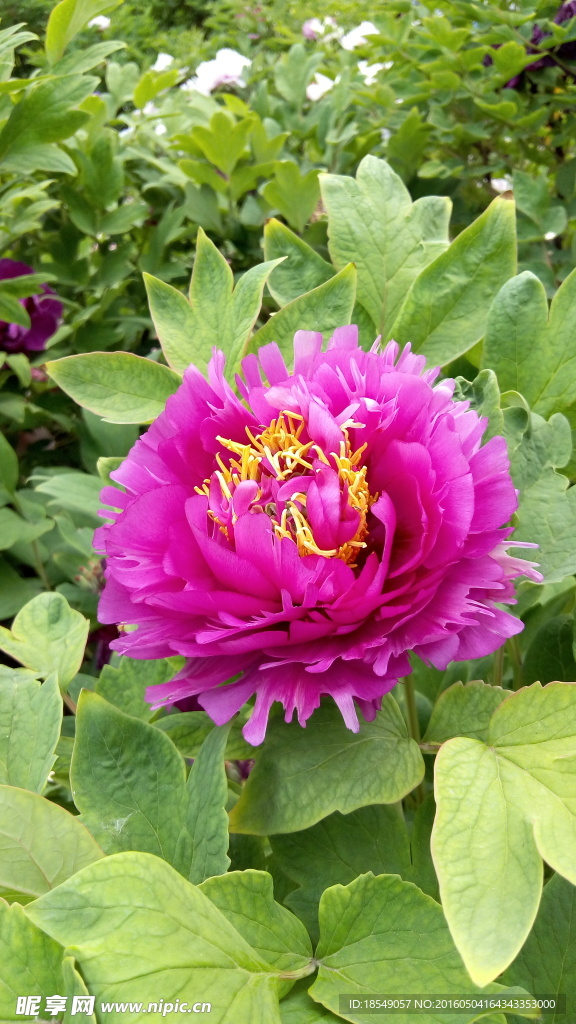 花开富贵之牡丹