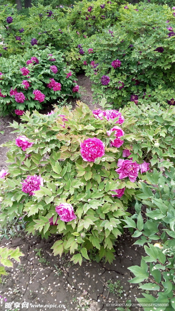 花开富贵之牡丹