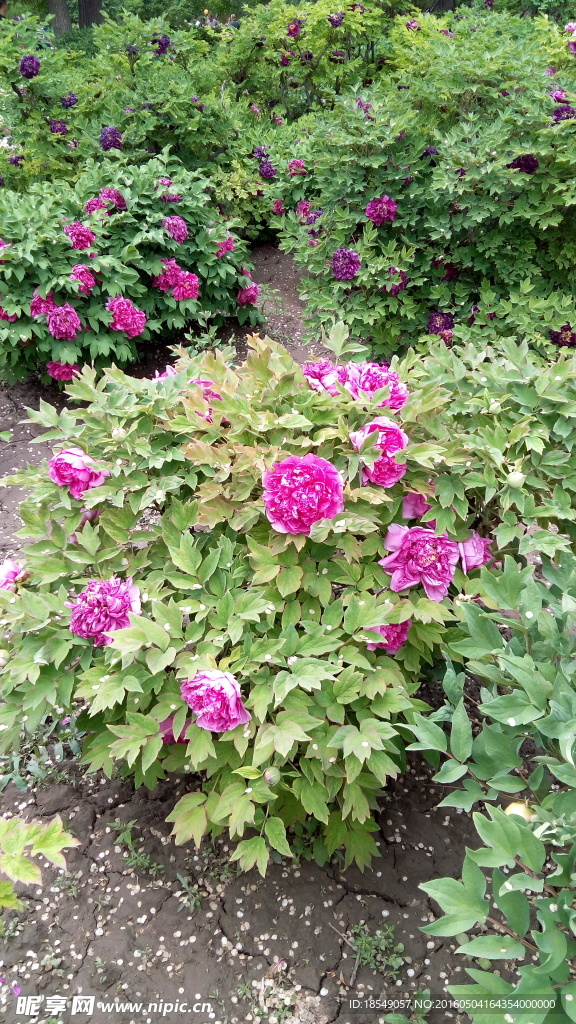 花开富贵之牡丹