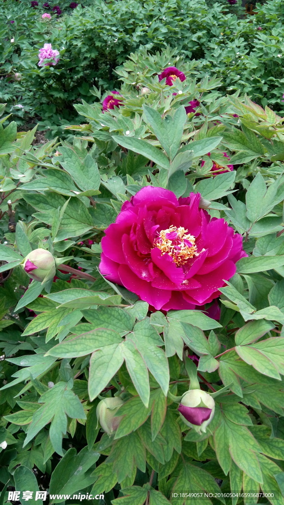 花开富贵之牡丹