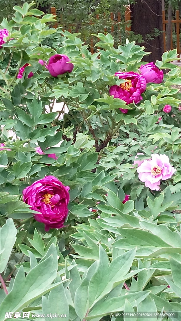 花开富贵之牡丹