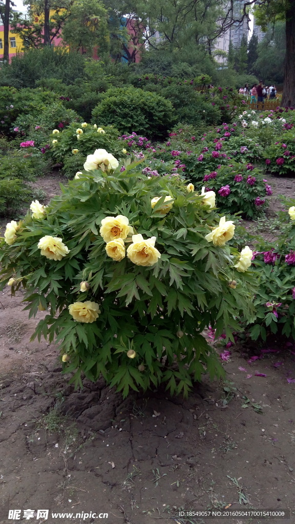 花开富贵之牡丹