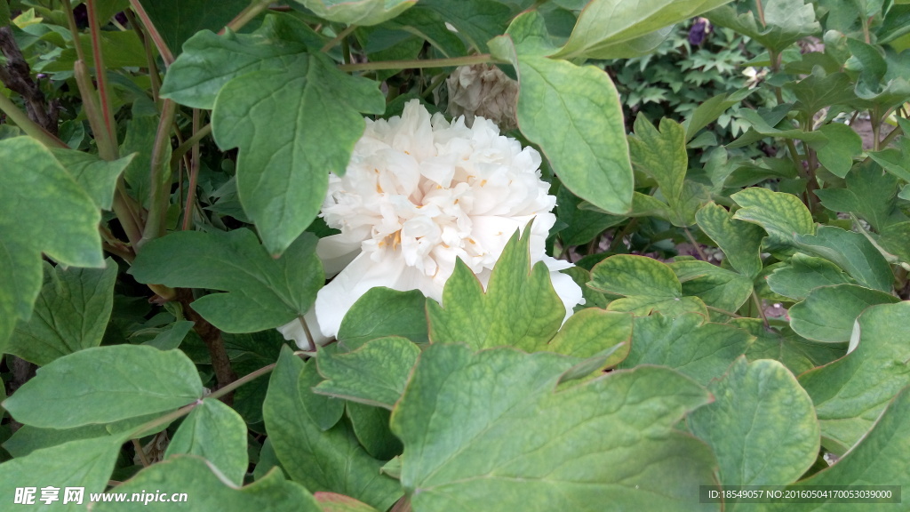 花开富贵之牡丹