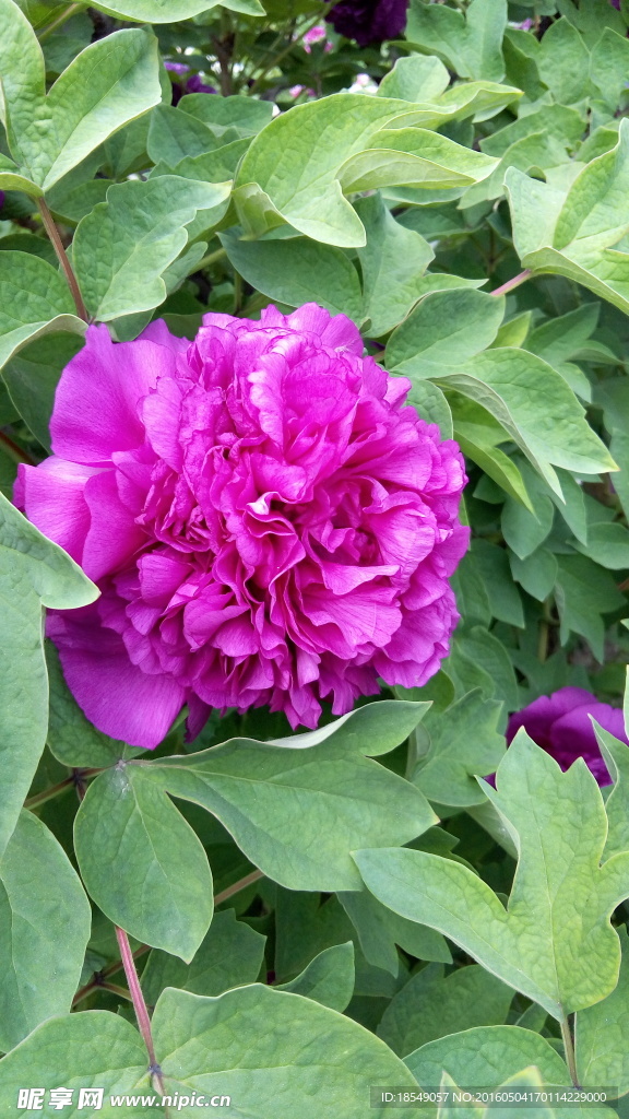 花开富贵之牡丹