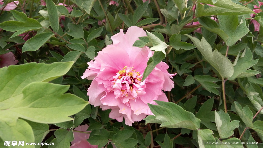 花开富贵之牡丹