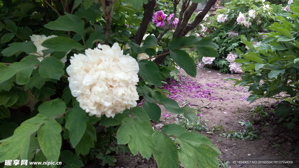 花开富贵之牡丹