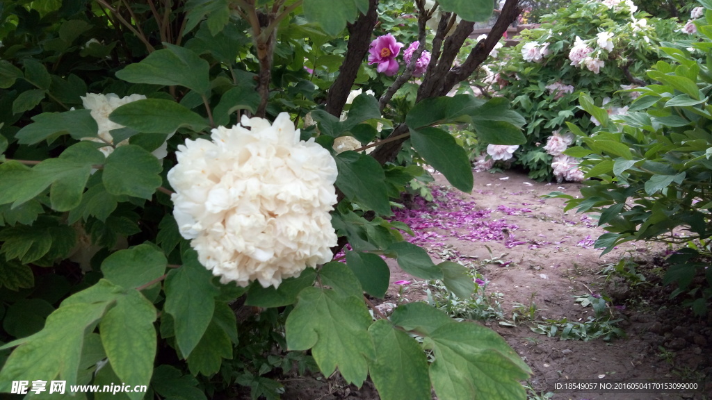 花开富贵之牡丹