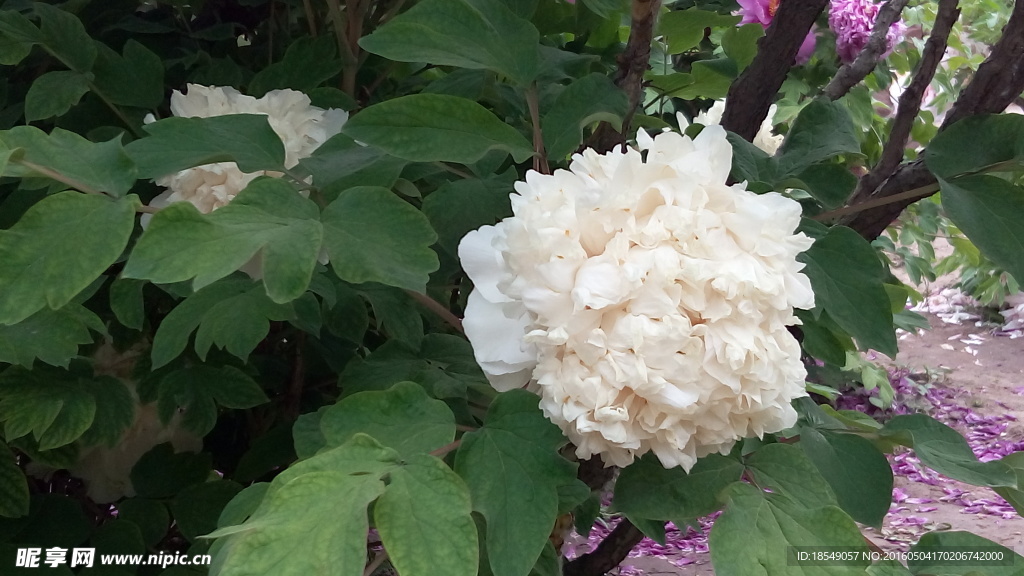 花开富贵之牡丹