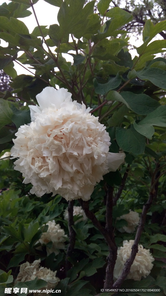 花开富贵之牡丹